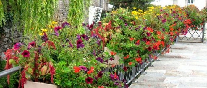 Dès les beaux jours, les fleurs envahissent le Saint Emilion